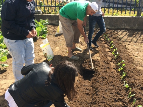 Plantação de hortícolas.